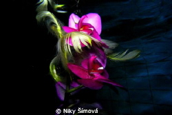 Flower by Niky Šímová 